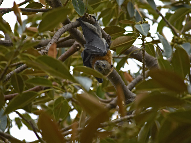 Sydney, Fruit Bat